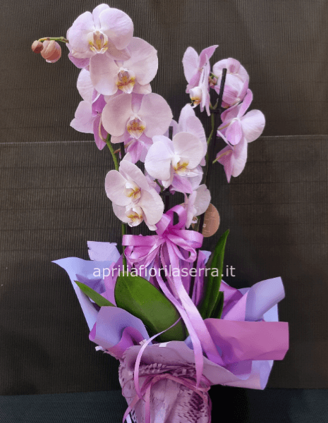 Pianta di phaleonopsis 2/3 rami secondo disponibilità